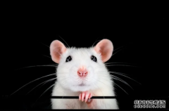 <b>杏耀代理：让我们制止实验动物濒临淹死</b>