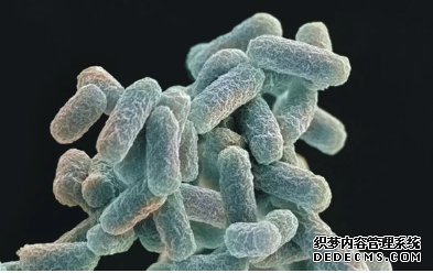 杏耀平台 工程微生物撼动了生