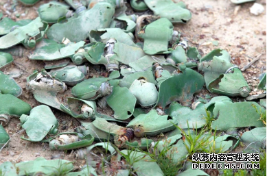 杏耀平台 无人驾驶飞机用来