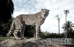 <b>杏耀平台,火绒猎豹?大猫被尿液的气味所吸引</b>