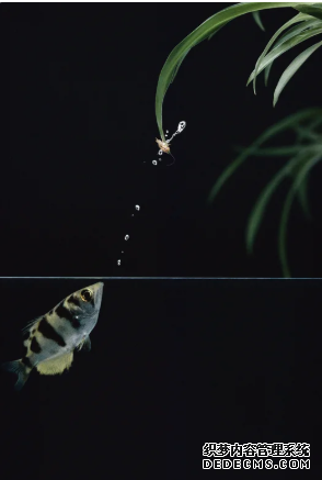 杏耀注册 鱼的智慧:箭鱼