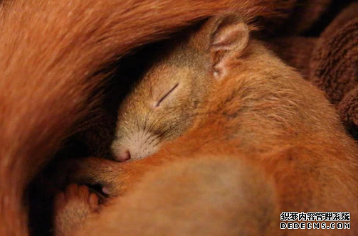 杏耀 冬眠松鼠和政