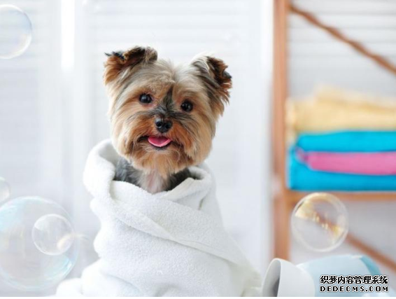 杏耀平台 利用狗