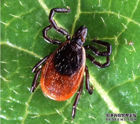 杏耀平台 莱姆病的新病因使本