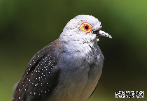 杏耀平台 关于飞行机器人