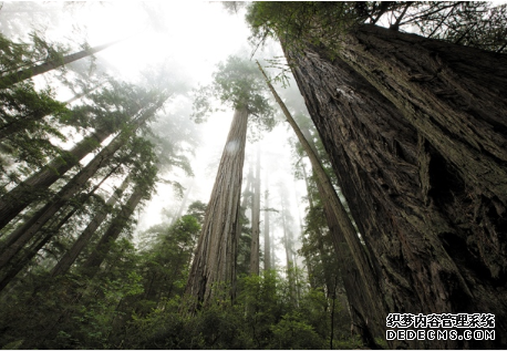 杏耀 寻找世界上缺失