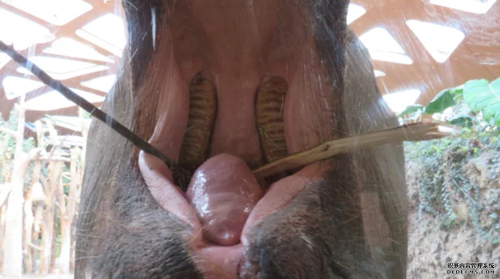 杏耀 大象的体重随着