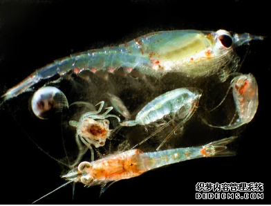 杏耀平台 科学家警告说