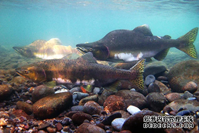 杏耀平台 粉红鲑鱼在淡水