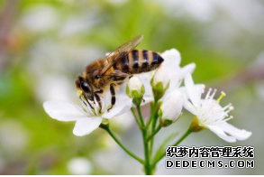 杏耀平台 如何对付蜜蜂和