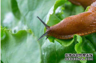 杏耀 如何清除花园里