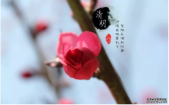 <b>杏耀,清明节除了缅怀先人，还有这些事情可以做</b>