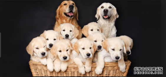 杏耀平台 狗帮助嗅出