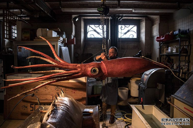 杏耀平台 鱿鱼，太空科技和