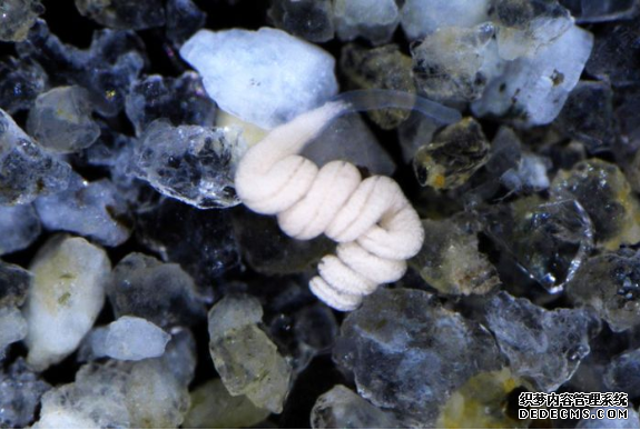 杏耀注册 没有勇气的蠕虫依