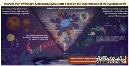 杏耀平台 新的巨型病毒可能帮