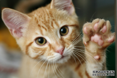 <b>,美国农业部终于结束了对猫和小猫的所有测试</b>