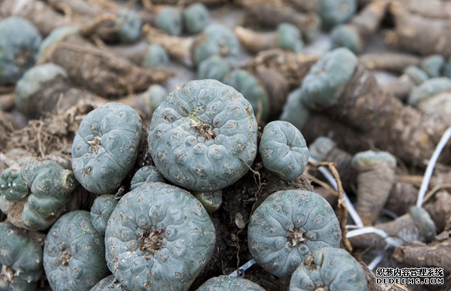 杏耀注册 改变主意:梅斯卡林