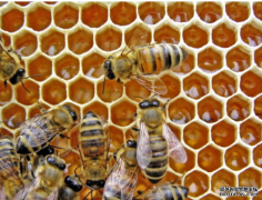 <b>杏耀平台,研究发现，蜜蜂能把符号和数字联系起</b>