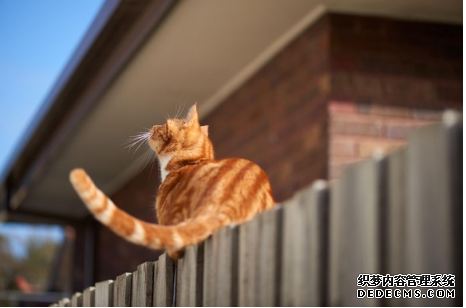 杏耀可靠吗 澳大利亚野猫每年杀死