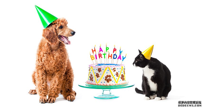 杏耀刷流水 我的宠