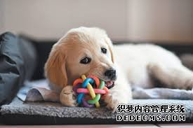 杏耀APP 狗可能比