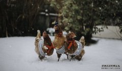 <b>不，疾控中心并没有说不能让鸡穿上万圣节服装</b>
