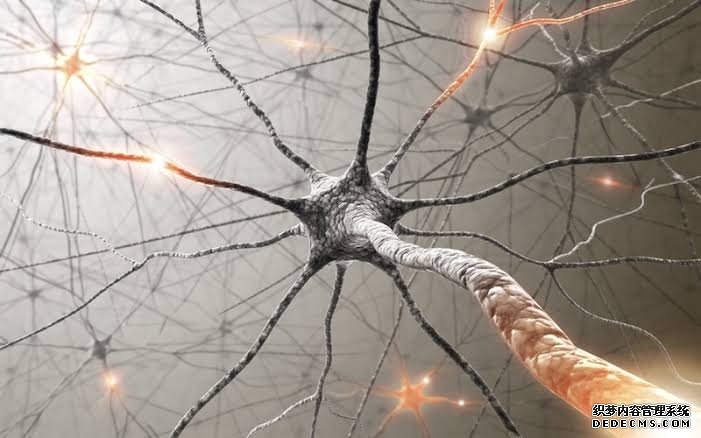 杏耀平台 神经系统: