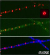 <b>科学家揭示了E的迷人外表。杆菌细胞分裂杏耀</b>
