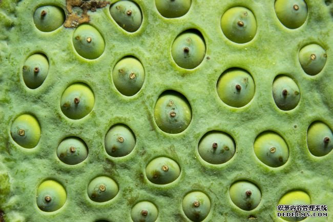 杏耀可靠吗 Trypophobia