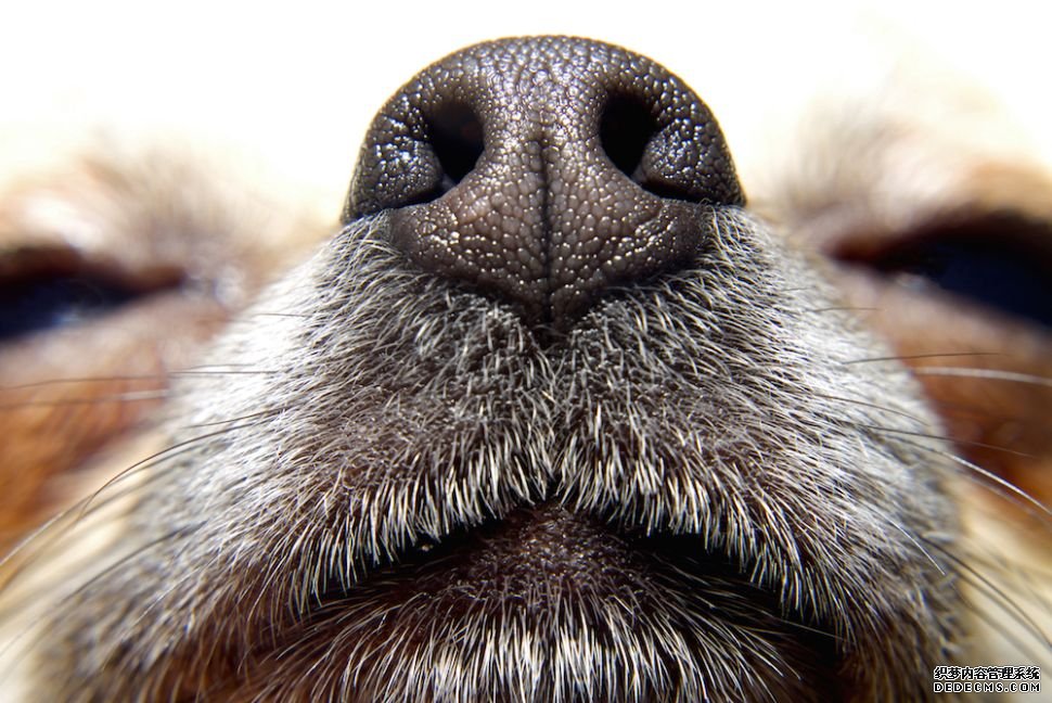 杏耀代理连接 如果狗能嗅出癌症，为什么它们不筛检人呢?