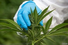 <b>杏耀泰国的新年“礼物”是医用大麻合法化</b>