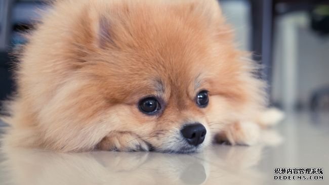 杏耀移动客户端犬冠状病毒检测呈弱阳性,为首例人犬感染病例