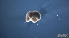 <b>杏耀软件世界上第一台使用青蛙细胞和人工智能</b>