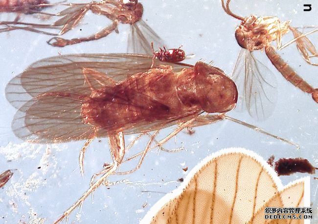 杏耀测速琥珀中发现了保存于恐龙时代的“精致”蟑螂