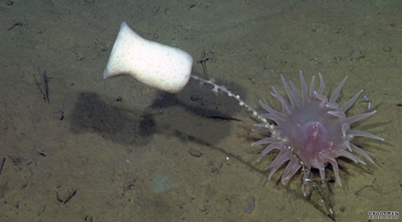 杏耀登录地址深海海绵在延时拍摄中“打喷嚏”