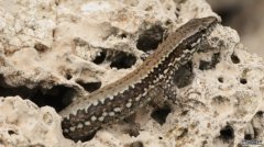 <b>杏耀测速科学家们在小蜥蜴的壳里发现了脑寄生</b>