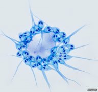 <b>杏耀测速科学家首次发现不会呼吸的动物</b>