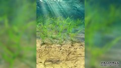 <b>杏耀网站十亿年前的绿藻是地球上所有植物的祖</b>