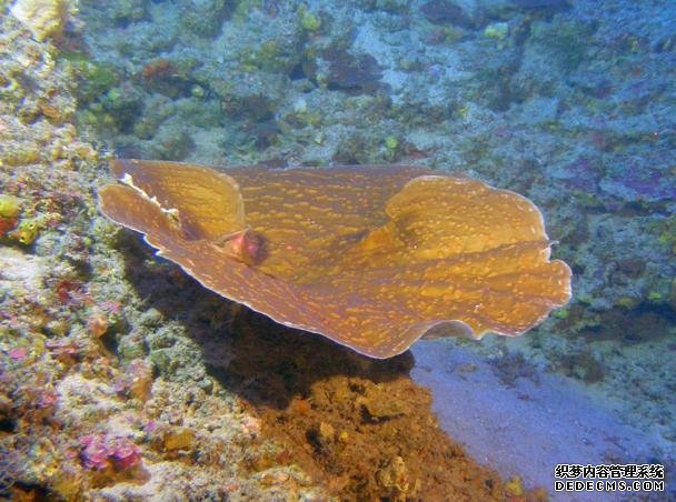 在世界最深的光合作用杏耀的安全珊瑚中发现惊人的生长速度