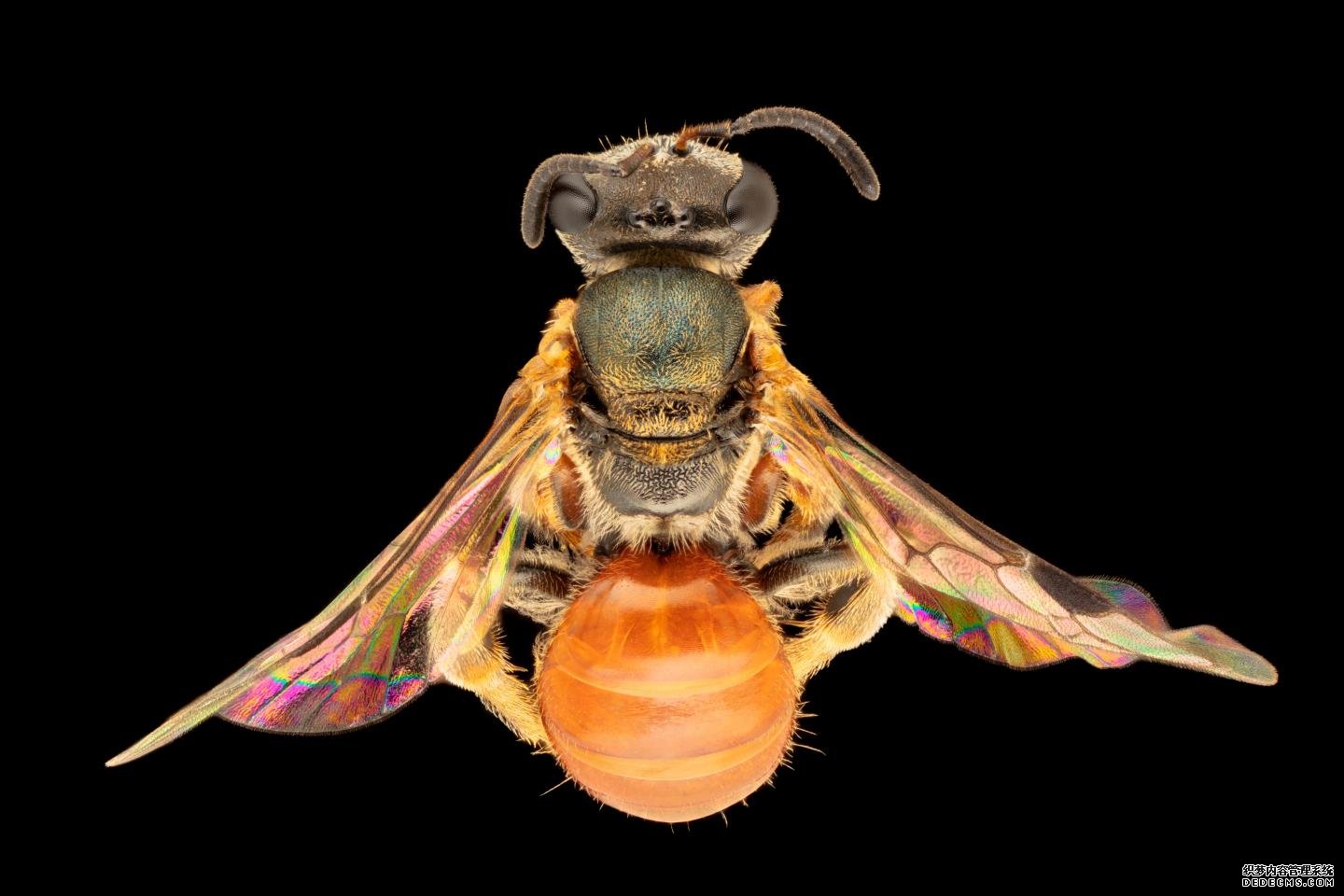 杏耀历史华丽的澳洲蜜蜂从亚洲飞来