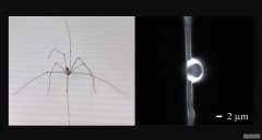 <b>杏耀主管蜘蛛丝可以制造用于生物成像的透镜</b>
