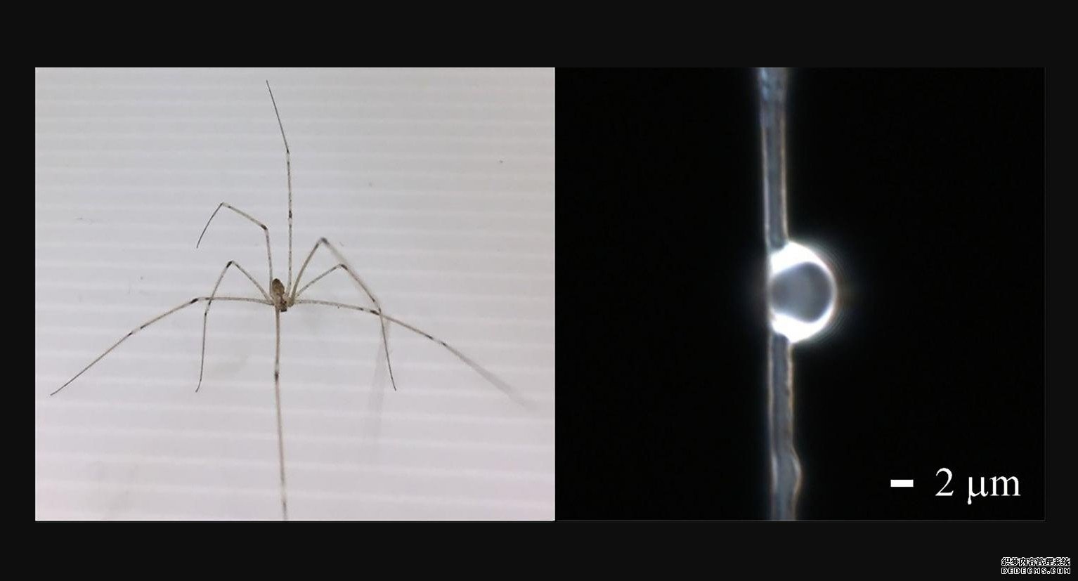 杏耀主管蜘蛛丝可以制造用于生物成像的透镜