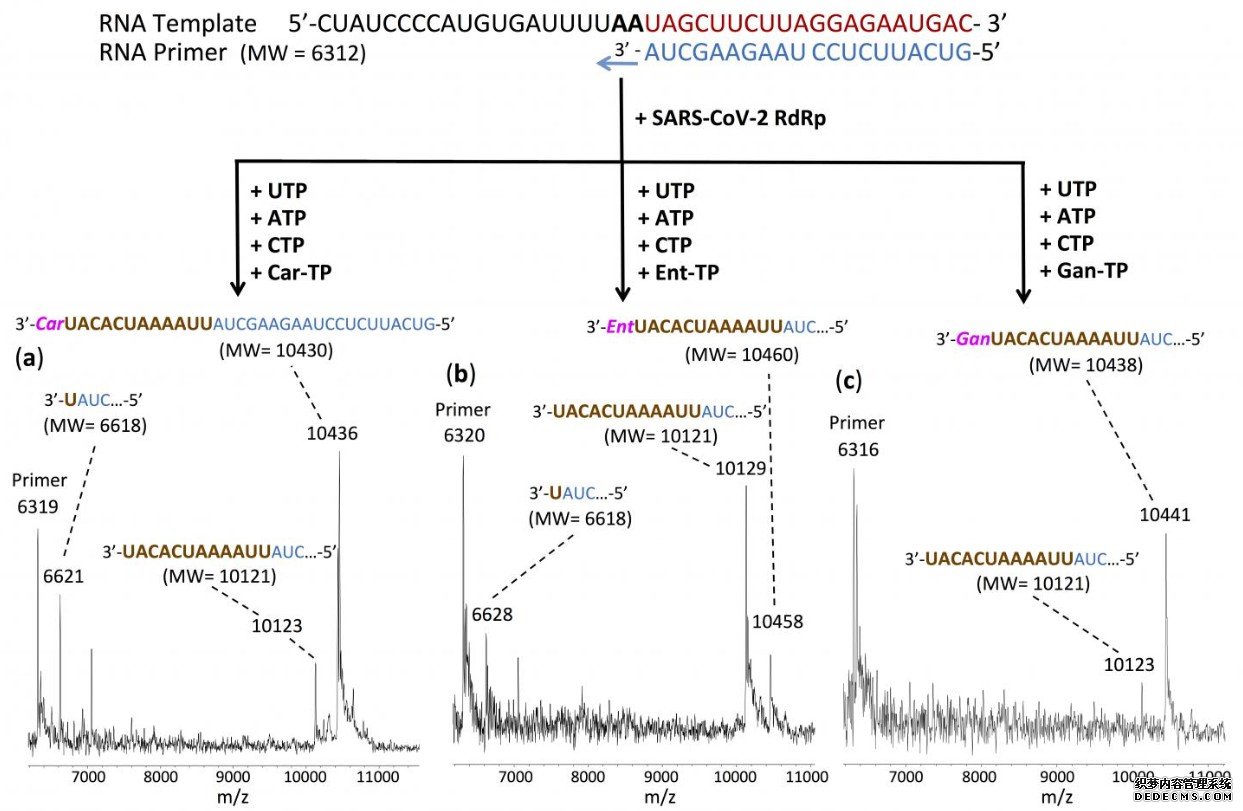 研究人员发现了多种能够杏耀平台总代理阻止SARS-Cov-2聚合酶反应的分子