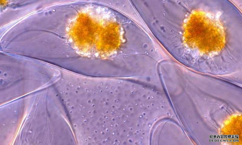 紧紧挤在一起的闪光:杏耀联系单细胞生物体如何照亮海洋