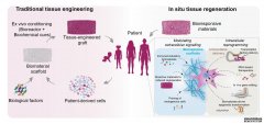 <b>利用生物材料杏耀QQ从内部再生身体</b>