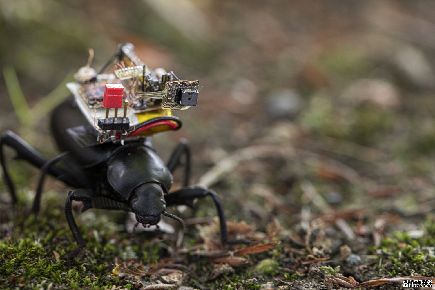 杏耀注册专为甲虫设计的GoPro:研究人员为昆虫设计了一个机器人相机背包