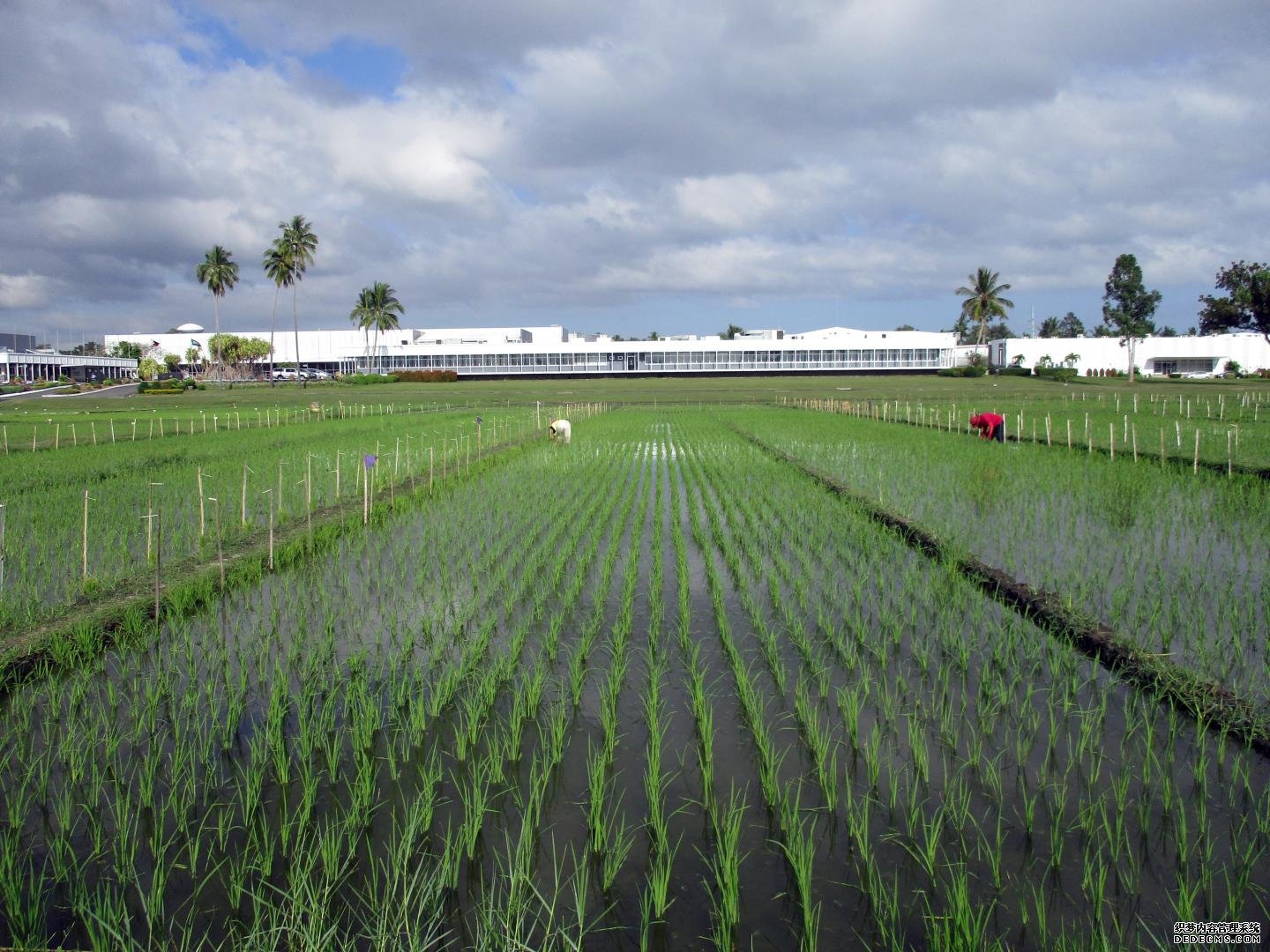 培育新的水稻品杏耀开户种将帮助亚洲的农民