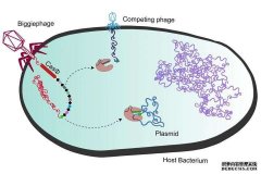 <b>杏耀注册Megaphages港口的迷你cas蛋白是理想的基因</b>