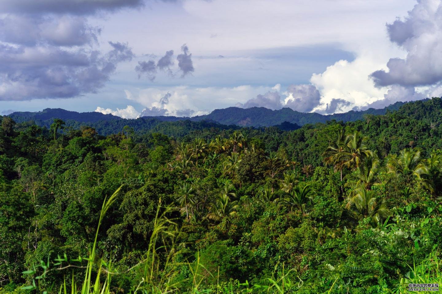 新几内亚拥有世界登录杏耀平台上最丰富的岛屿植物群